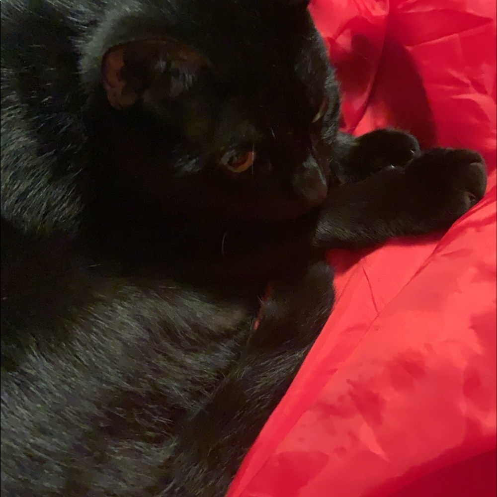 Meet your Posher, Roni - Picture 3 of 3